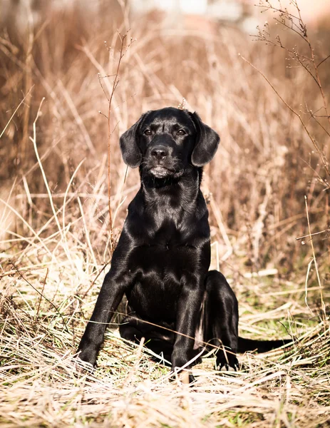 Porträt eines jungen schwarzen Labrador-Welpen — Stockfoto