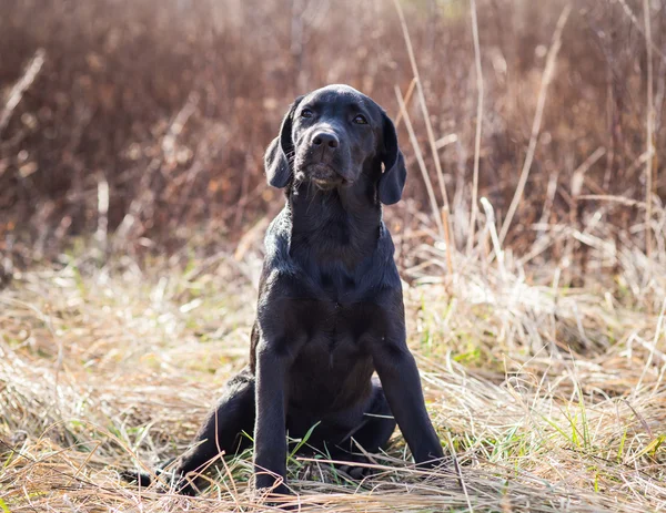年轻的黑色拉布拉多小狗的肖像 — 图库照片