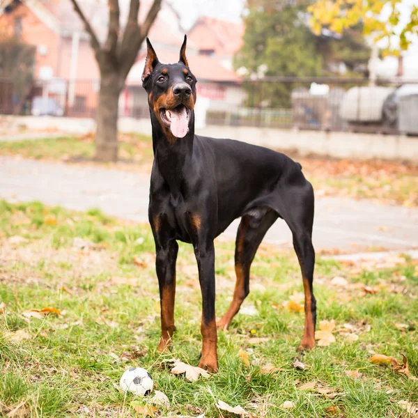 Spelen Dobermann — Stockfoto