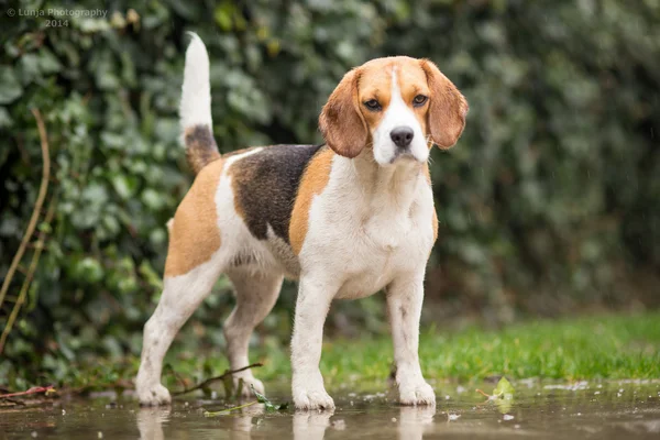 雨の中の犬 — ストック写真