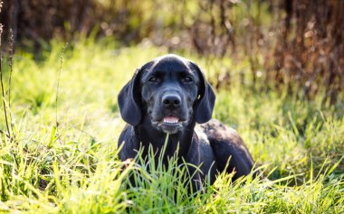 Siyah Labrador Retriever