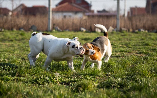 Beagle och bulldog — Stockfoto