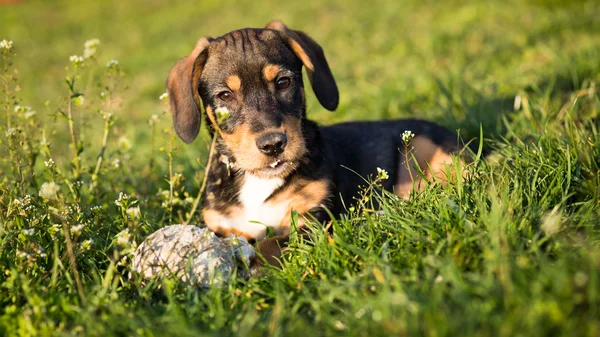 Собака в траві — стокове фото