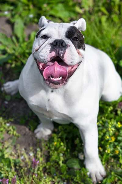 Engels bulldog portret buiten — Stockfoto