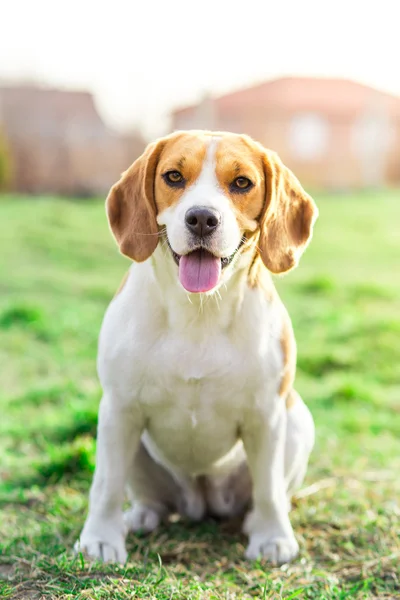 Beagle yavru yakın portre kadar — Stok fotoğraf