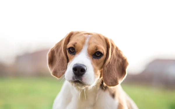 Beaglehund — Stockfoto