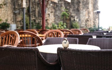 Serçe Café
