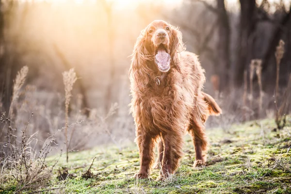 Good Morning — Stock Photo, Image