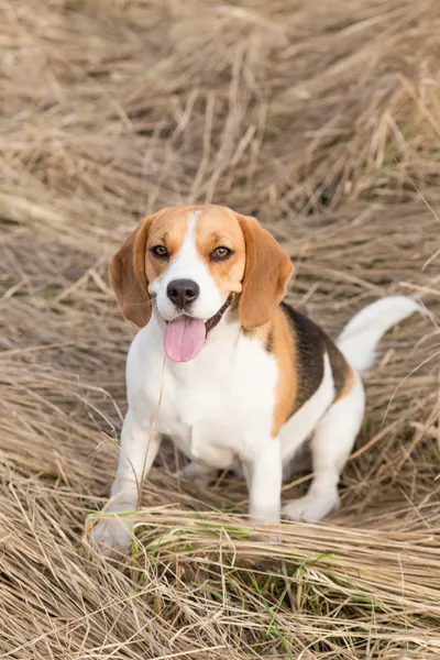 Perro Beagle — Foto de Stock