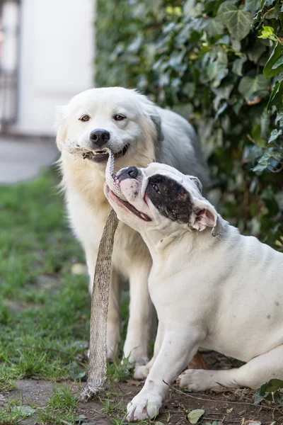 Ζευγάρι ερωτευμένων νέο σκυλί — Φωτογραφία Αρχείου