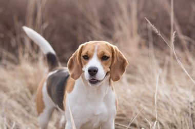Beagle doğada