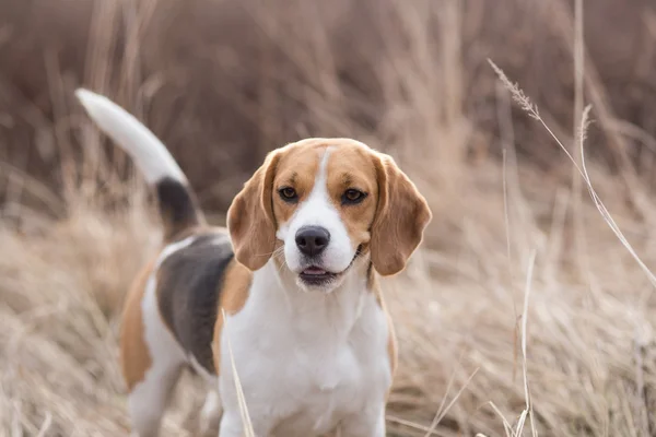 Beagle in de natuur — Stockfoto