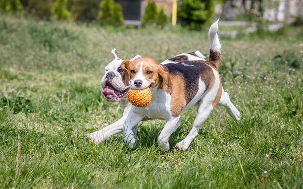 Buldog angielski i pies beagle — Zdjęcie stockowe