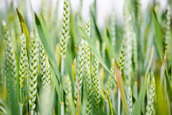 Green wheat — Stock Photo, Image