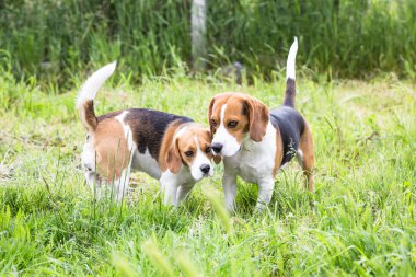 iki beagle köpek