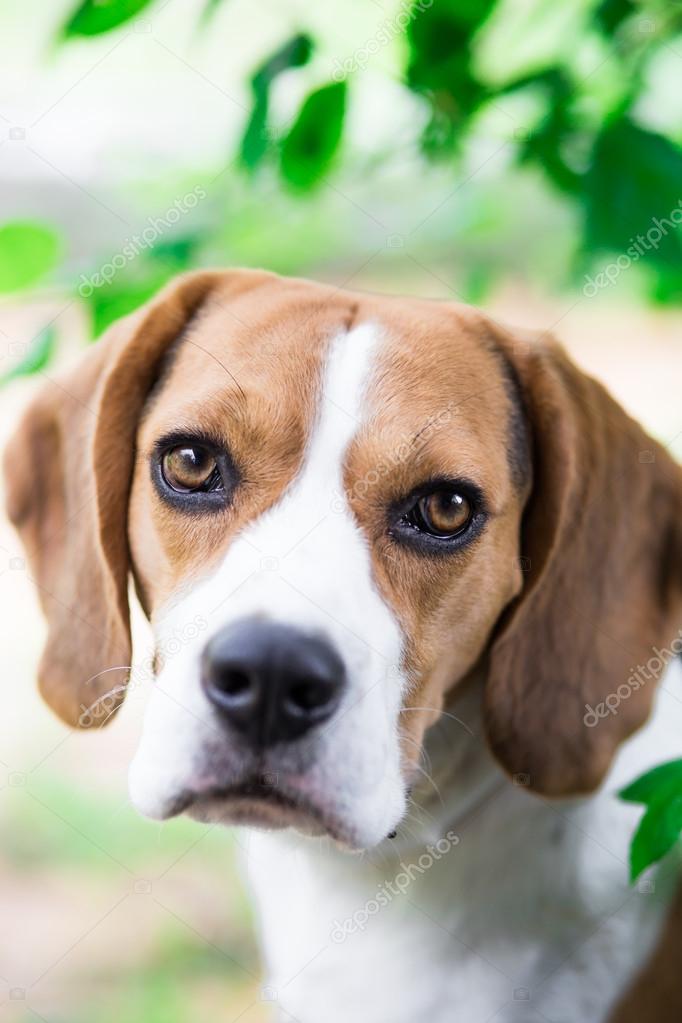 Beagle dog looking