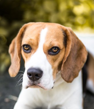 Beagle.