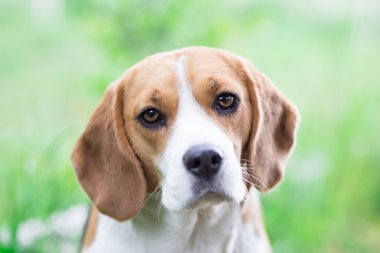 Beagle portre