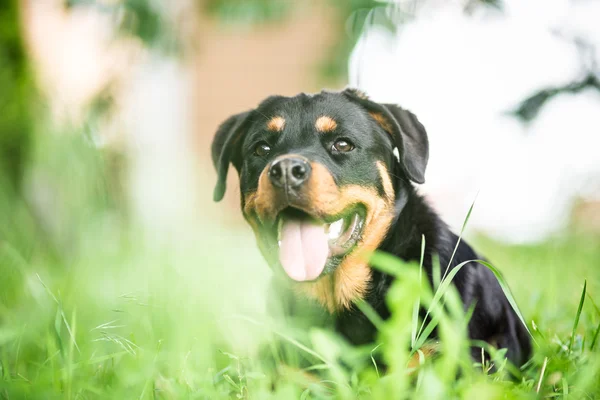 Giovane rottweiler — Foto Stock