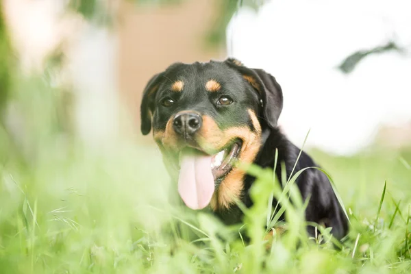 Rottweiler — Stock Fotó