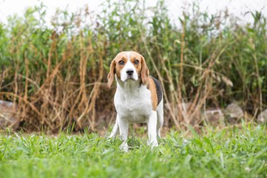 Beagle Bahçe