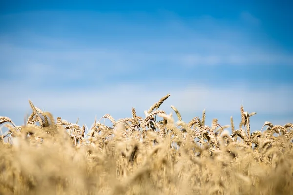 Yellow Wheat — Stock Photo, Image