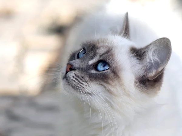 Blå ögon katt — Stockfoto