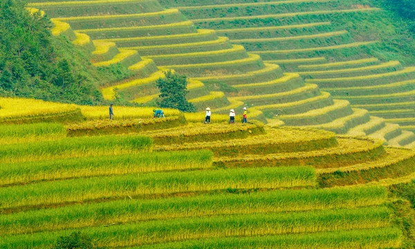 The golden harvest — Stock Photo, Image