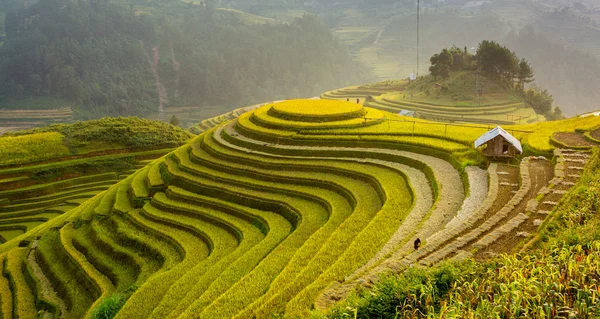 Terraced fields in the afternoon sun light — Stock Photo, Image