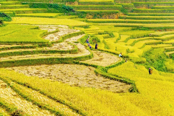 The golden harvest — Stock Photo, Image