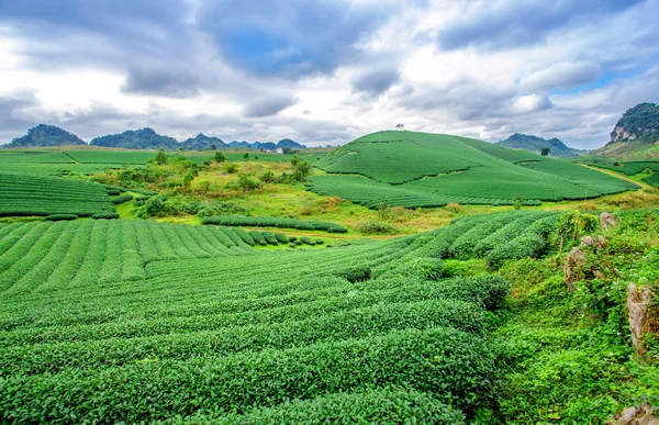 Uprawa herbaty wzgórza — Zdjęcie stockowe