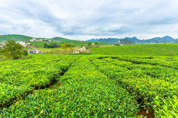 Řádky čajové plantáže — Stock fotografie