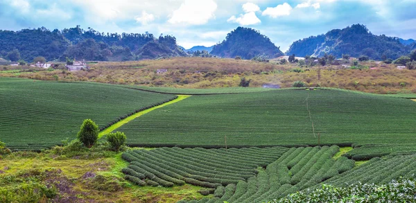 Zlatá stezka mezi čajové plantáže — Stock fotografie