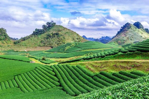 美丽的茶山上美好的一天 — 图库照片