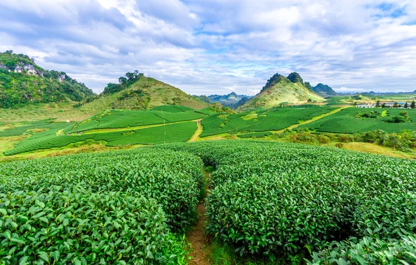 Beauté des collines de thé — 图库照片