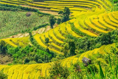Paddy dağ tepe görüntülenen alanlar