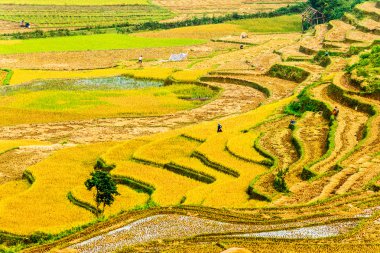 Rice teraslar üzerinde olgunlaştırmak