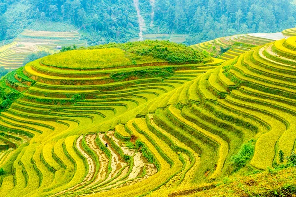 Misteriosos arrozales en terrazas en las montañas — Foto de Stock