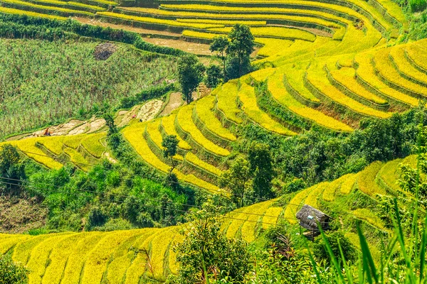 Campos de arroz vistos desde el pico de montaña — Foto de Stock
