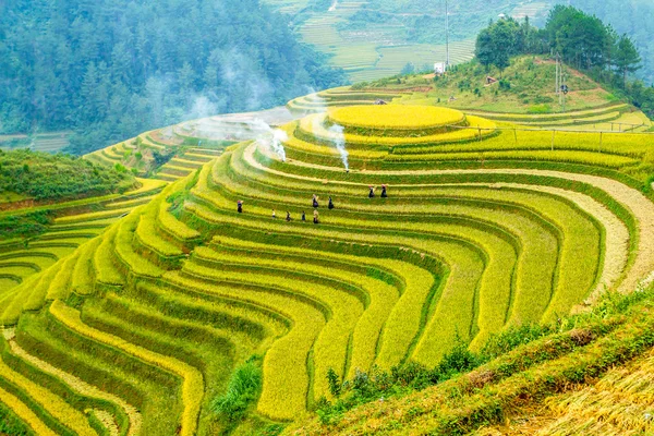 Terraced fields busy with farmers — Stock Photo, Image