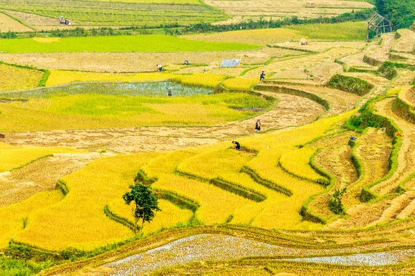 私たちの国の山岳地帯の中で収穫時期 — ストック写真