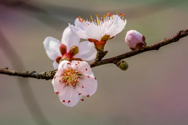 Nahaufnahme bergiger Pfirsichblüten — Stockfoto