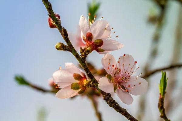 Close-up of mountainous peach blossoms — Stock Photo, Image