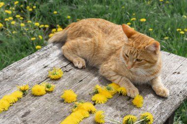 Sarı gözlü güzel kırmızı kedi.