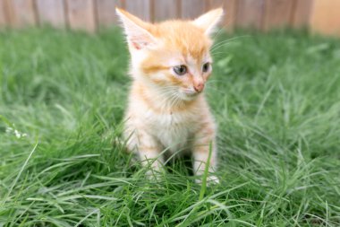 Little red kitten sits on the lawn in summer.