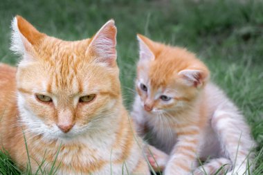 Red-haired cat with a small red kitten are lying on the lawn in summer.