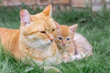 Red-haired cat with a small red kitten are lying on the lawn in summer.