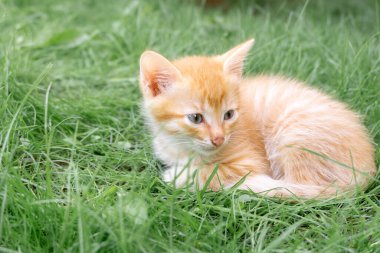 Little red kitten lies on the lawn in summer.