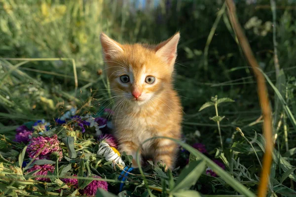 Cute little kitten sitting in flowers on the grass — Stock Photo, Image