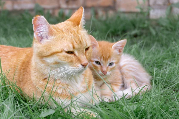 Red-haired cat with a small red kitten are lying on the lawn in summer.